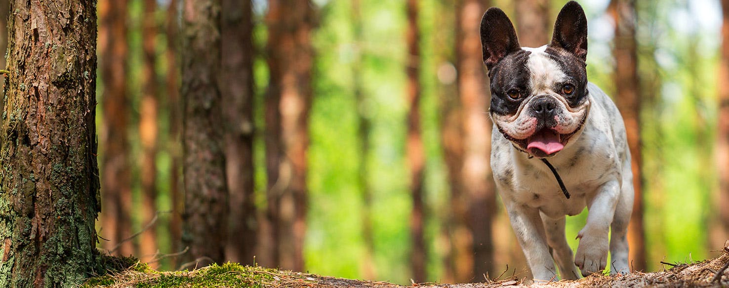 Why Do French Bulldogs Army Crawl