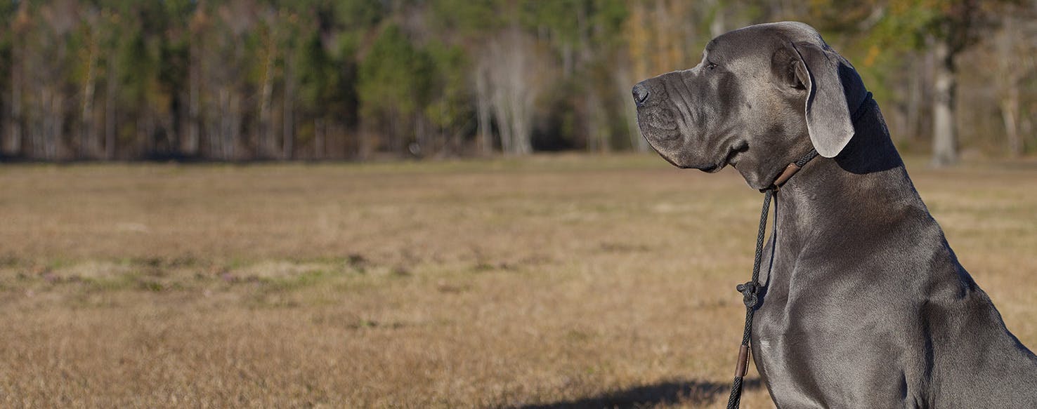 Why Do Great Danes Lean