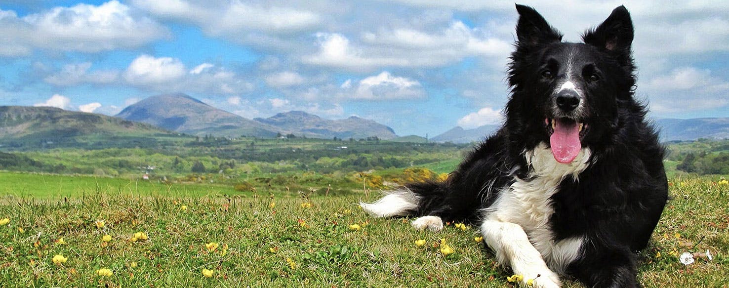 why would a border collie sit on a baby sheep