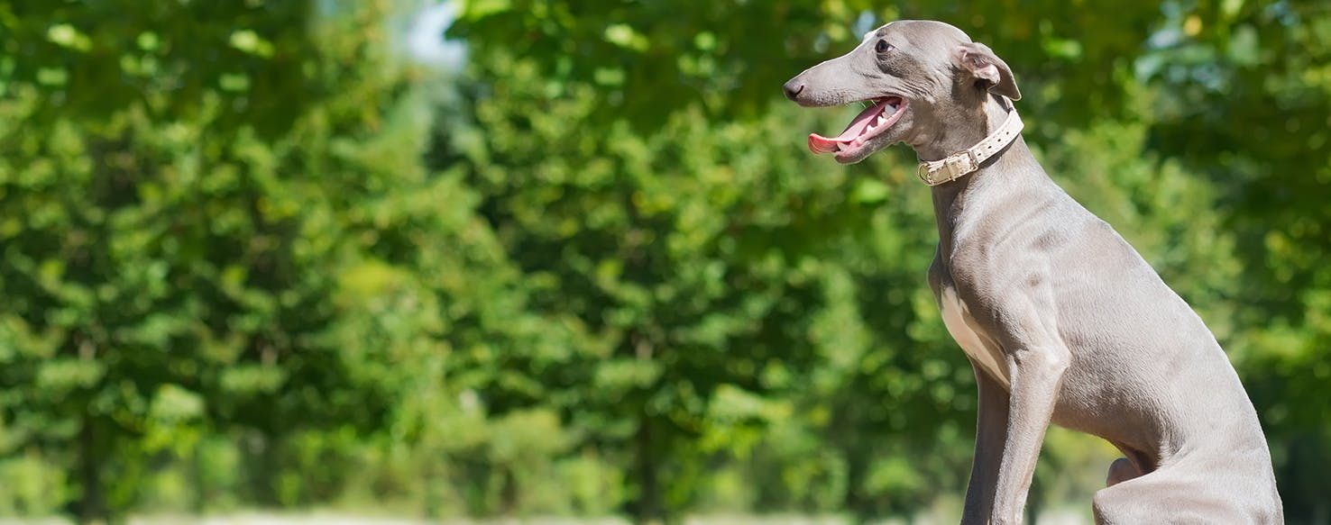 Why Do Greyhounds Lean On You