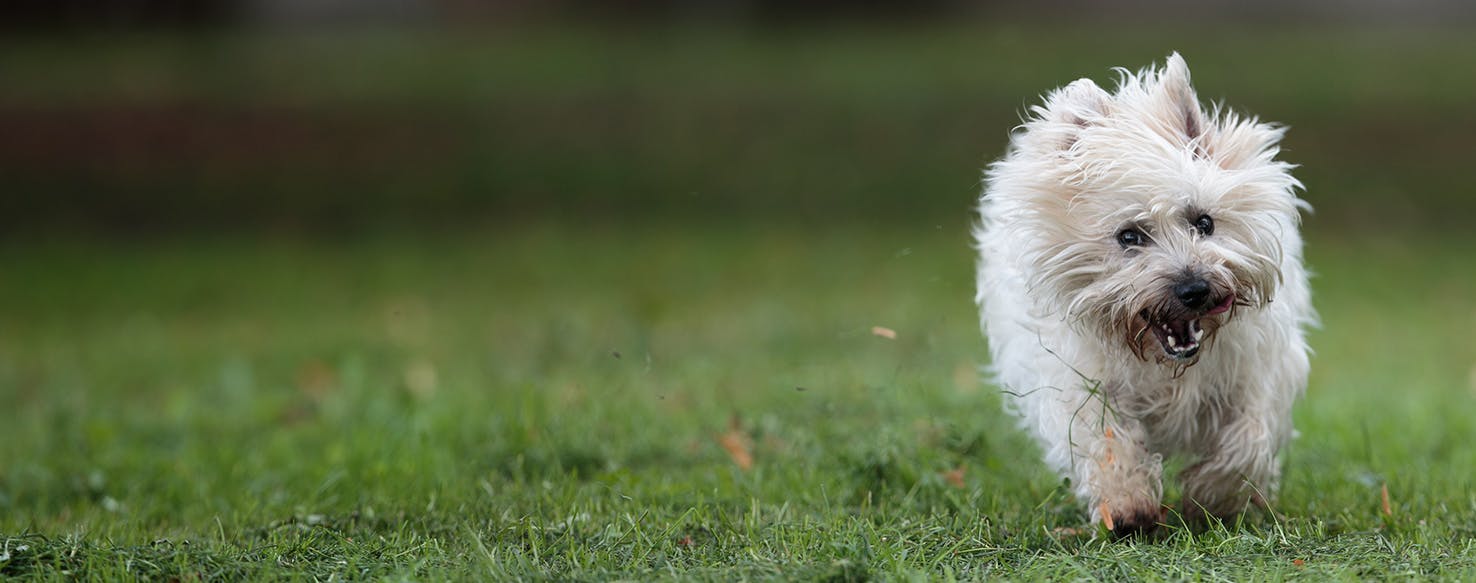 why do cairn terriers smell