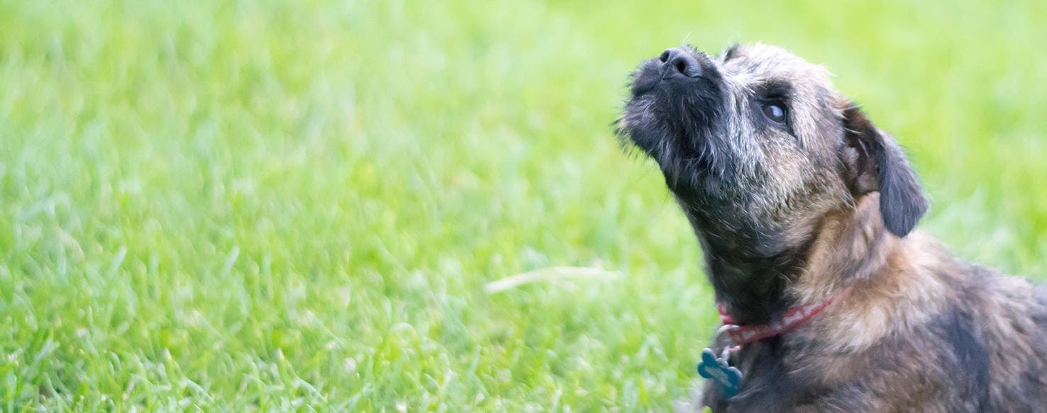 Why Do Border Terriers Howl