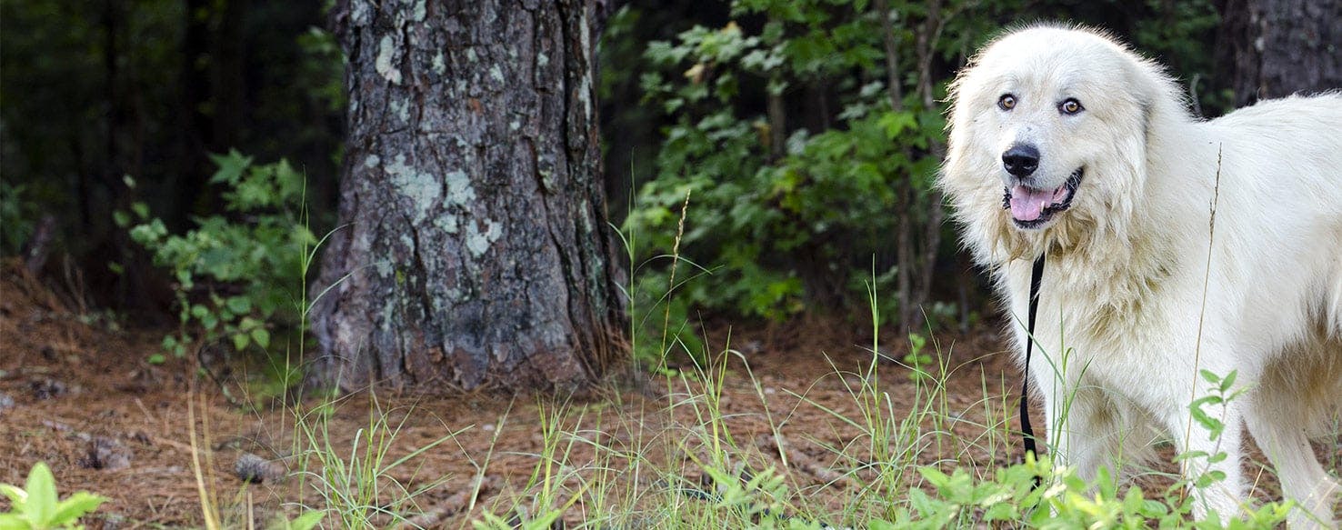 Why Do Great Pyrenees Dig Holes