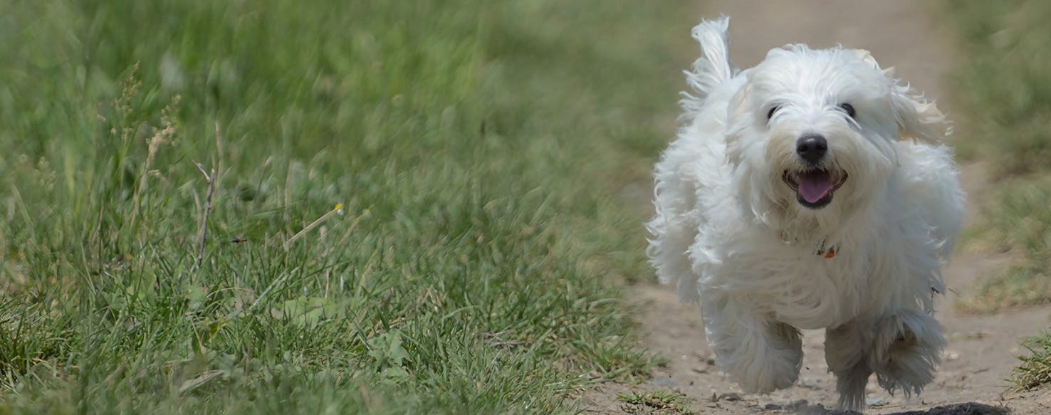 Dealing with digging dogs