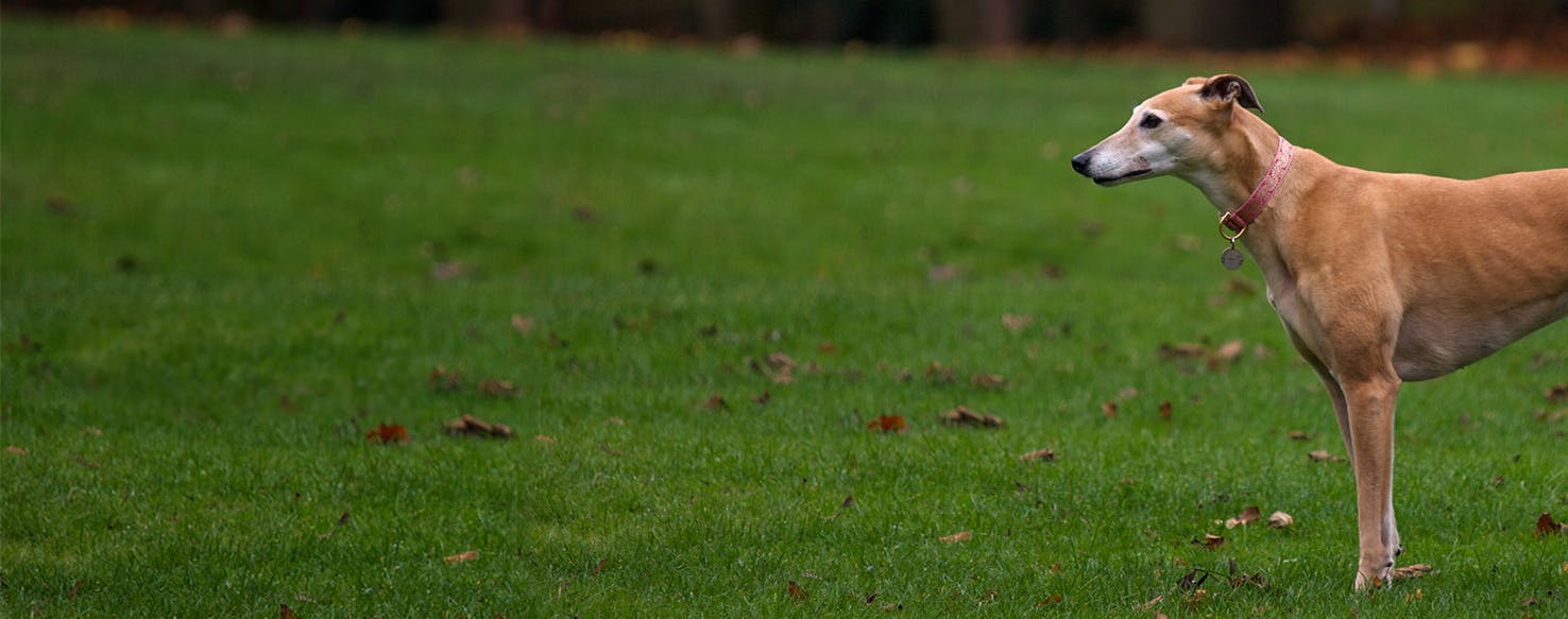 Why Do Greyhounds Dig Holes