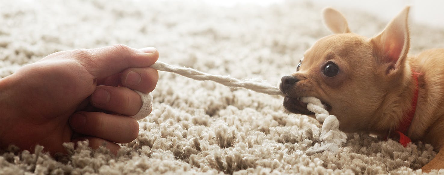 Dog nibbling on clearance blanket