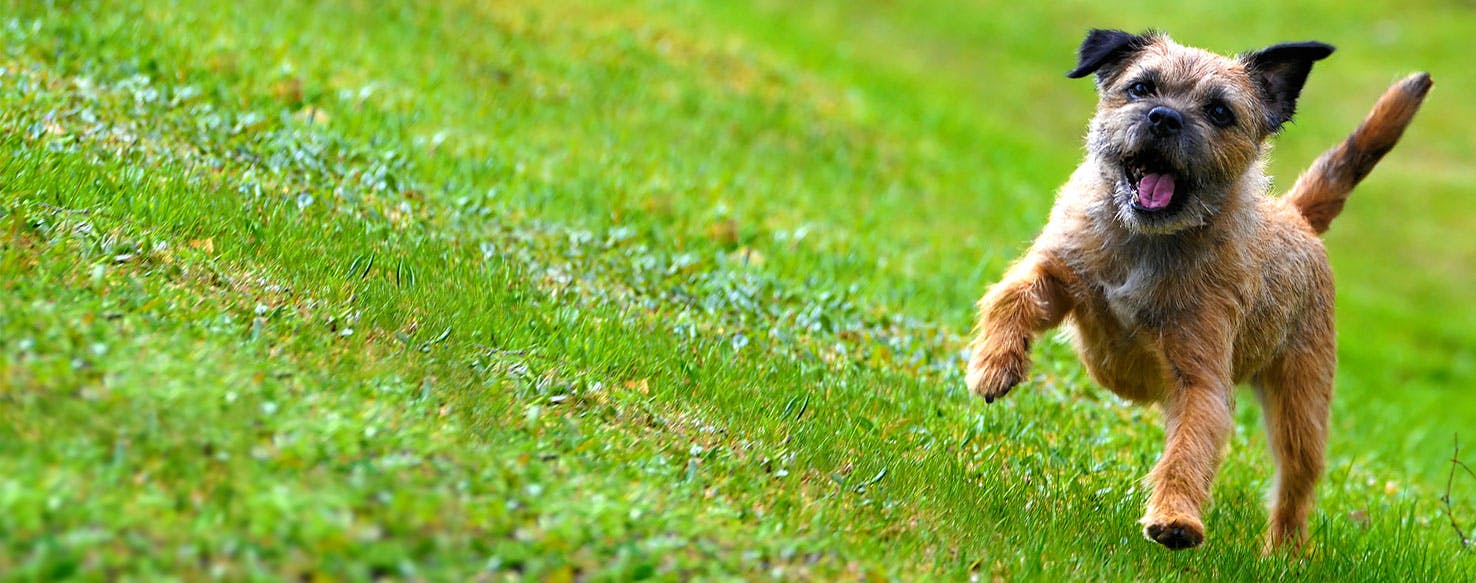 Why Do Border Terriers Whine