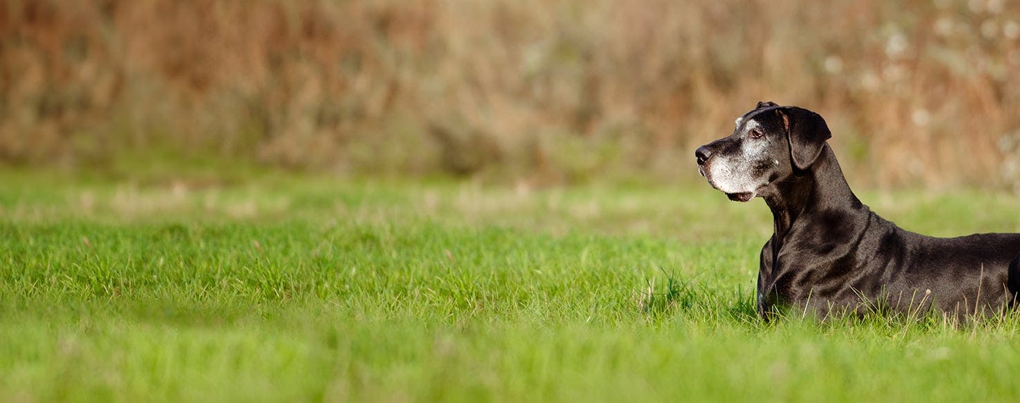 Why Do Great Danes Shiver