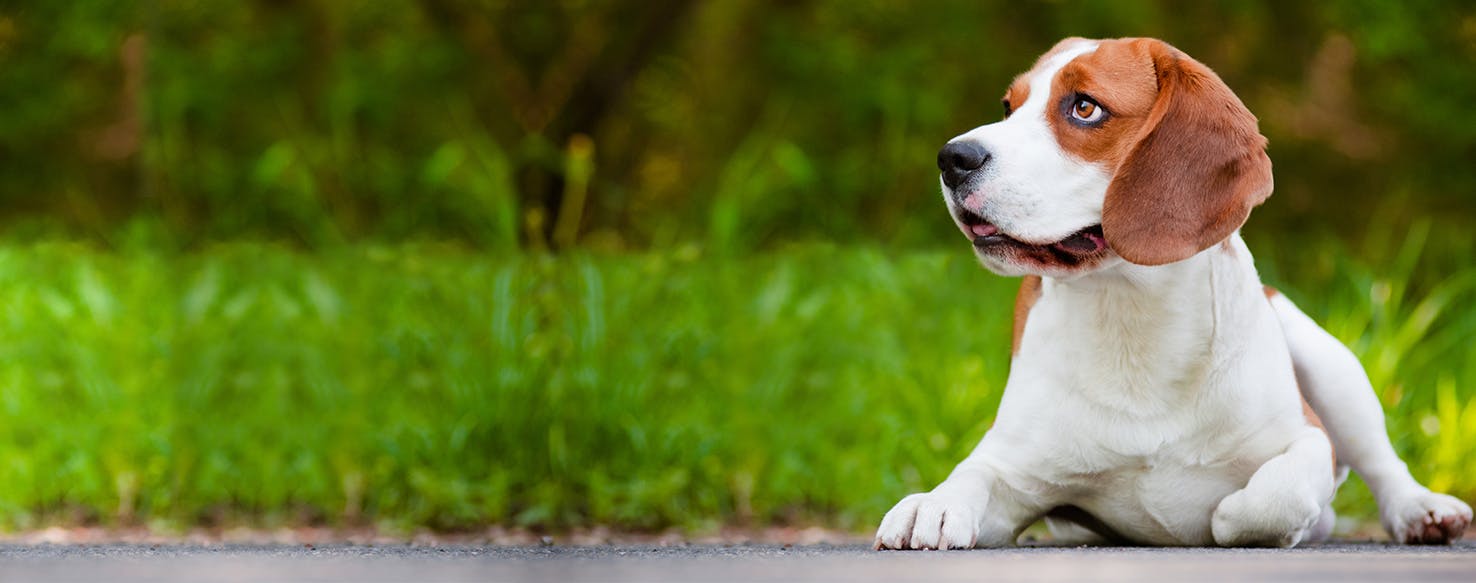 Why Do Beagles Crawl