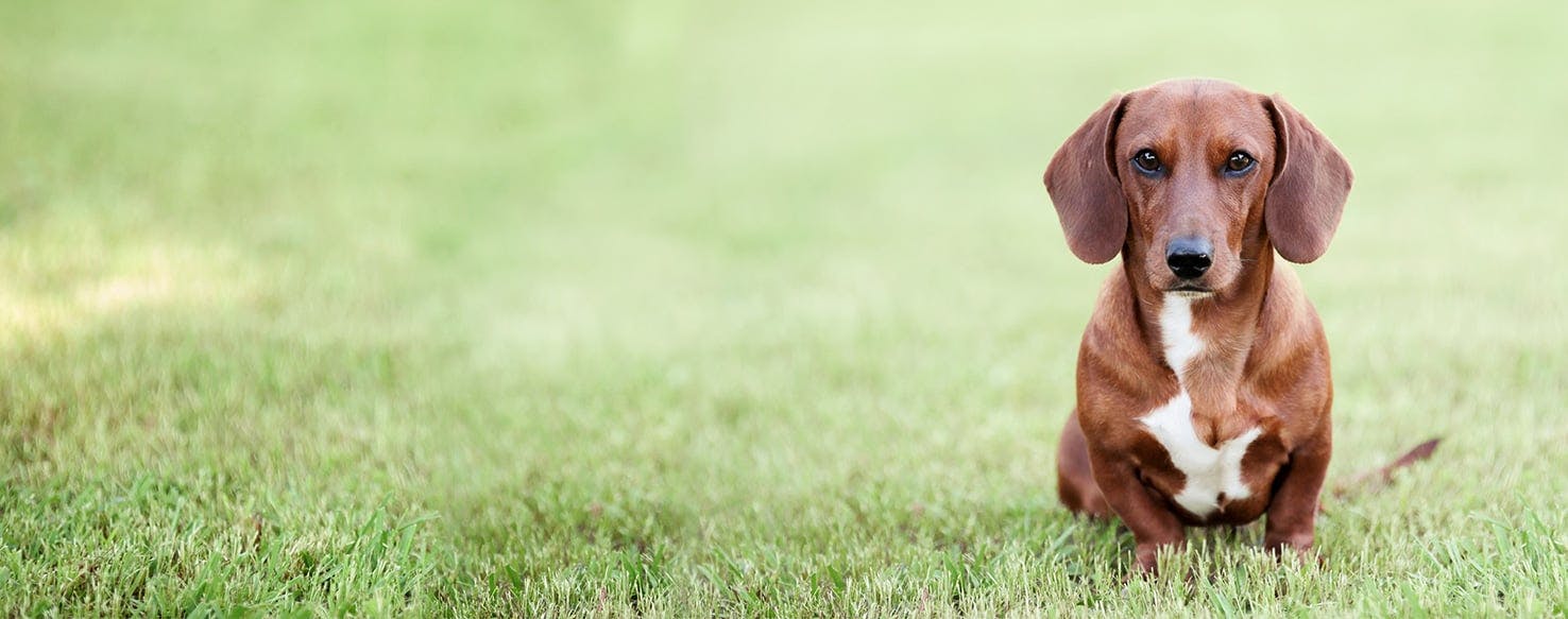 Why Do Dachshunds Stand On Their Hind Legs