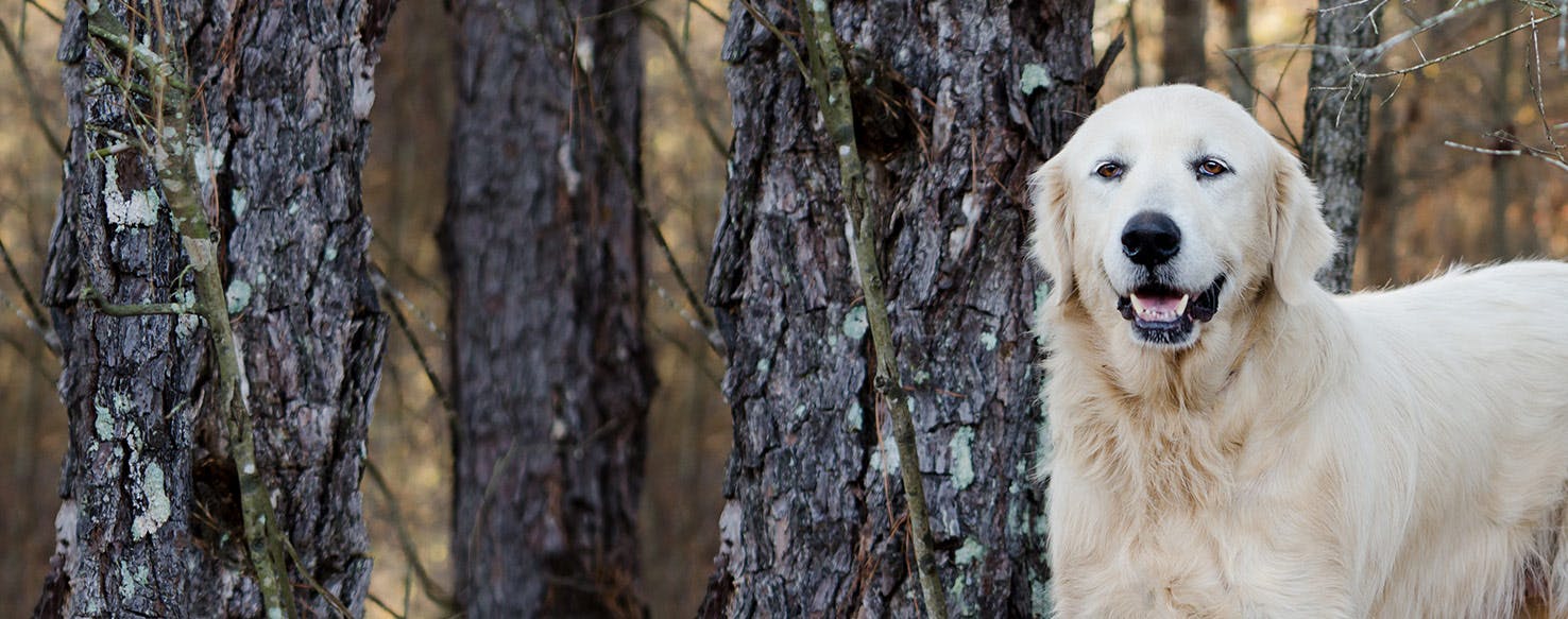 Why Do Great Pyrenees Bark At Night