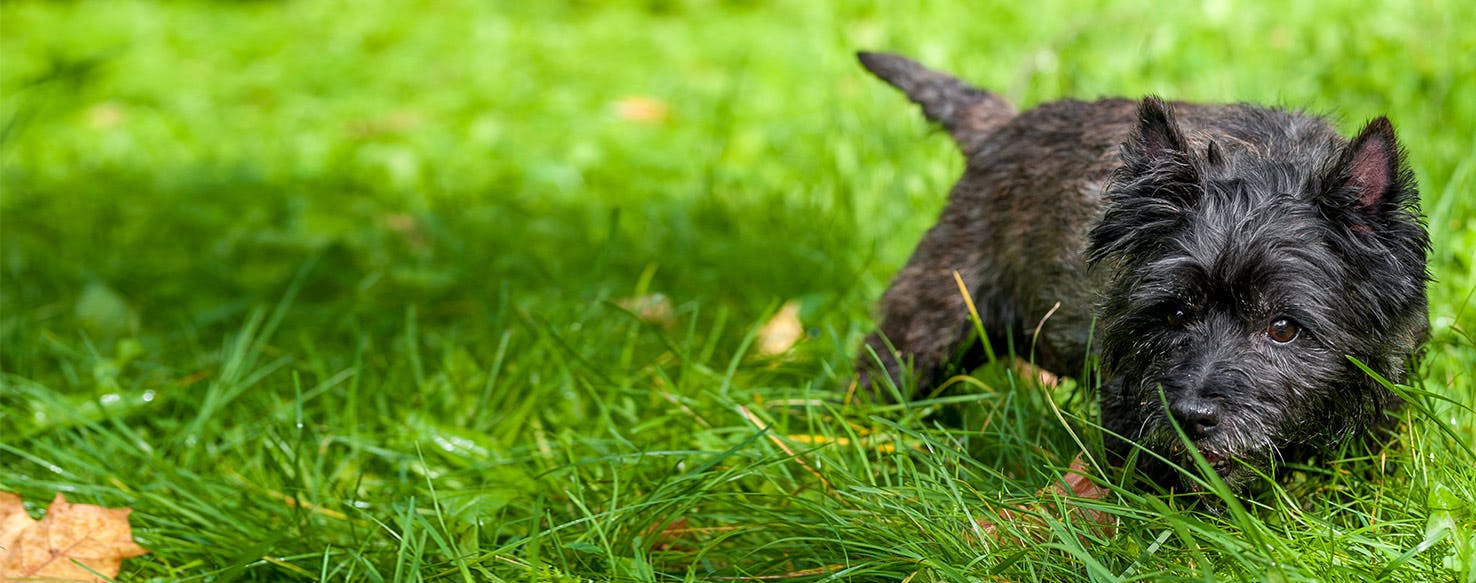 cairn terrier is ill with infectious disease