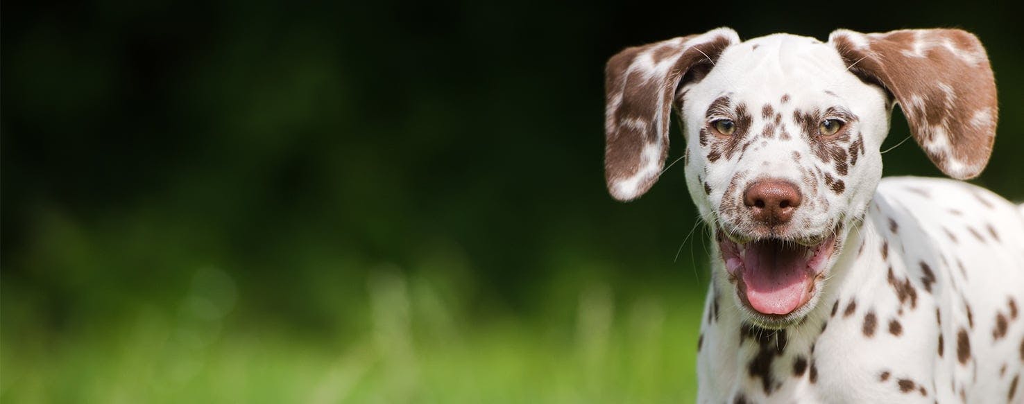 Why Do Dalmatians Smile?