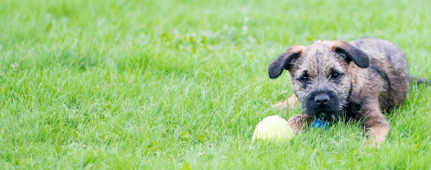 are terriers smelly dogs