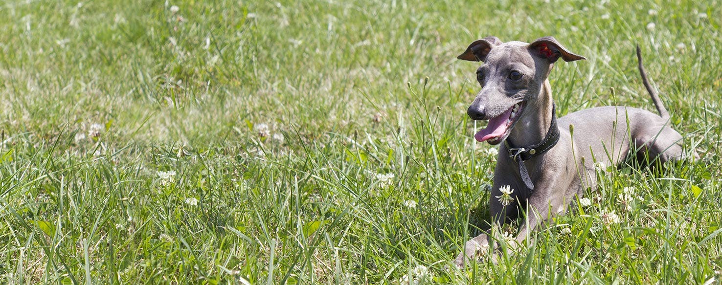 are italian greyhound noisy