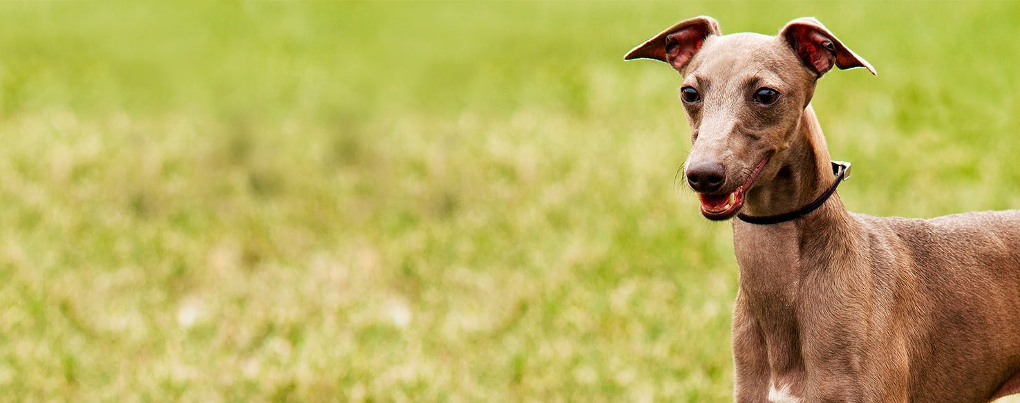 Why Do Greyhounds Puff Their Cheeks