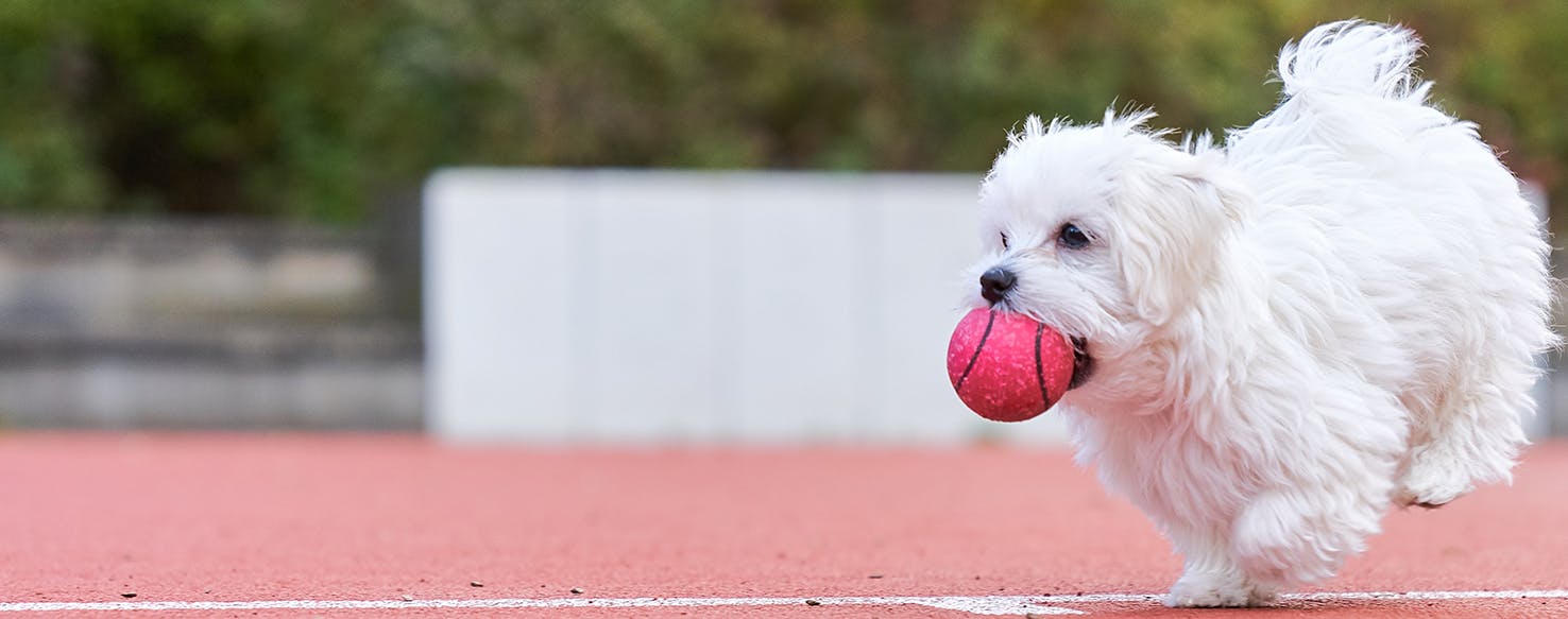 are maltese aggressive towards other dogs?