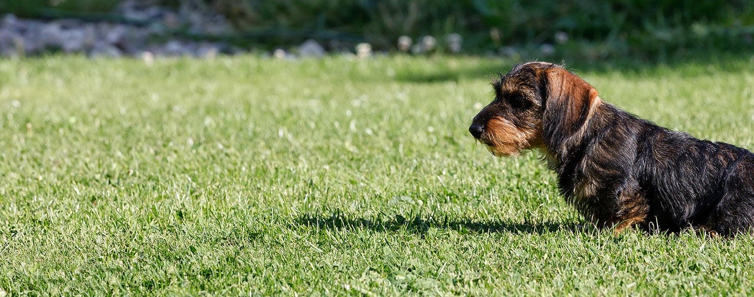 Why Do Female Dachshunds Hump