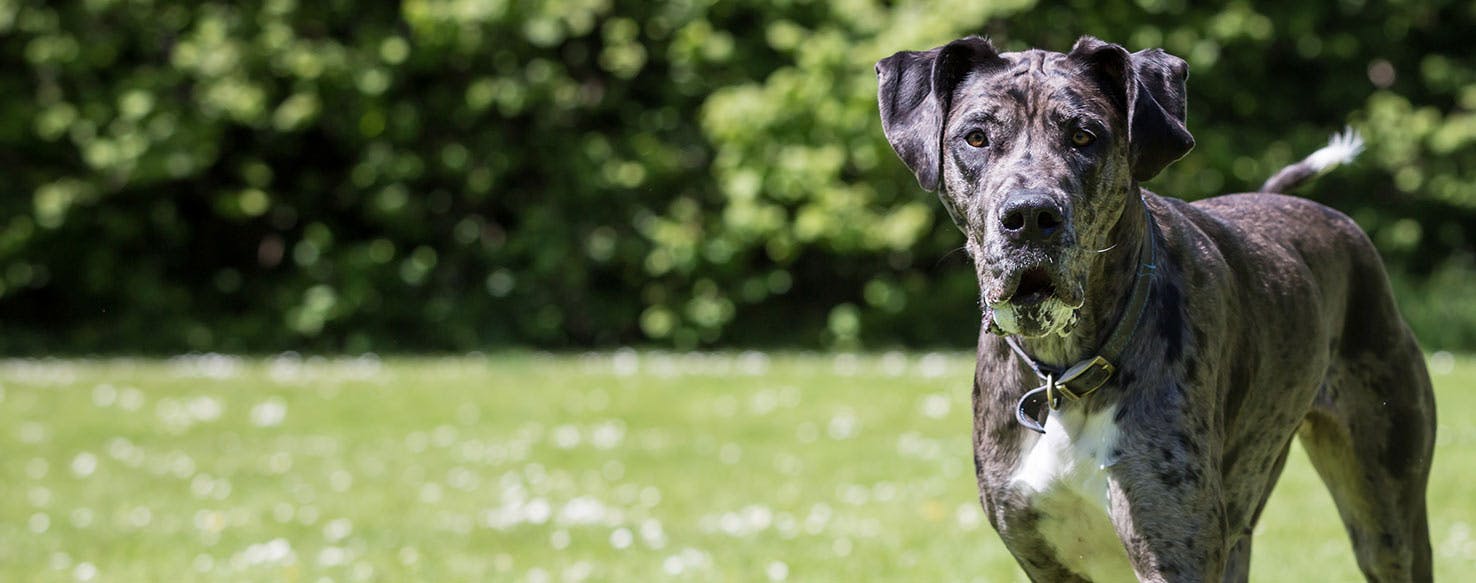 why do dogs grab your arm with their paw