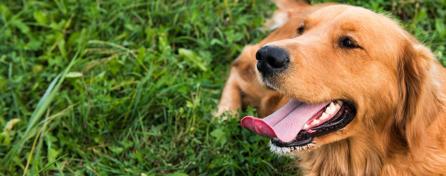 Golden retriever biting store hands