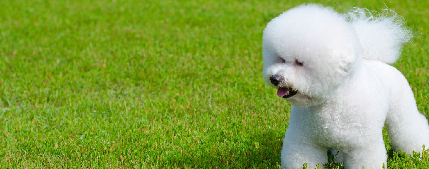 My bichon hot sale frise