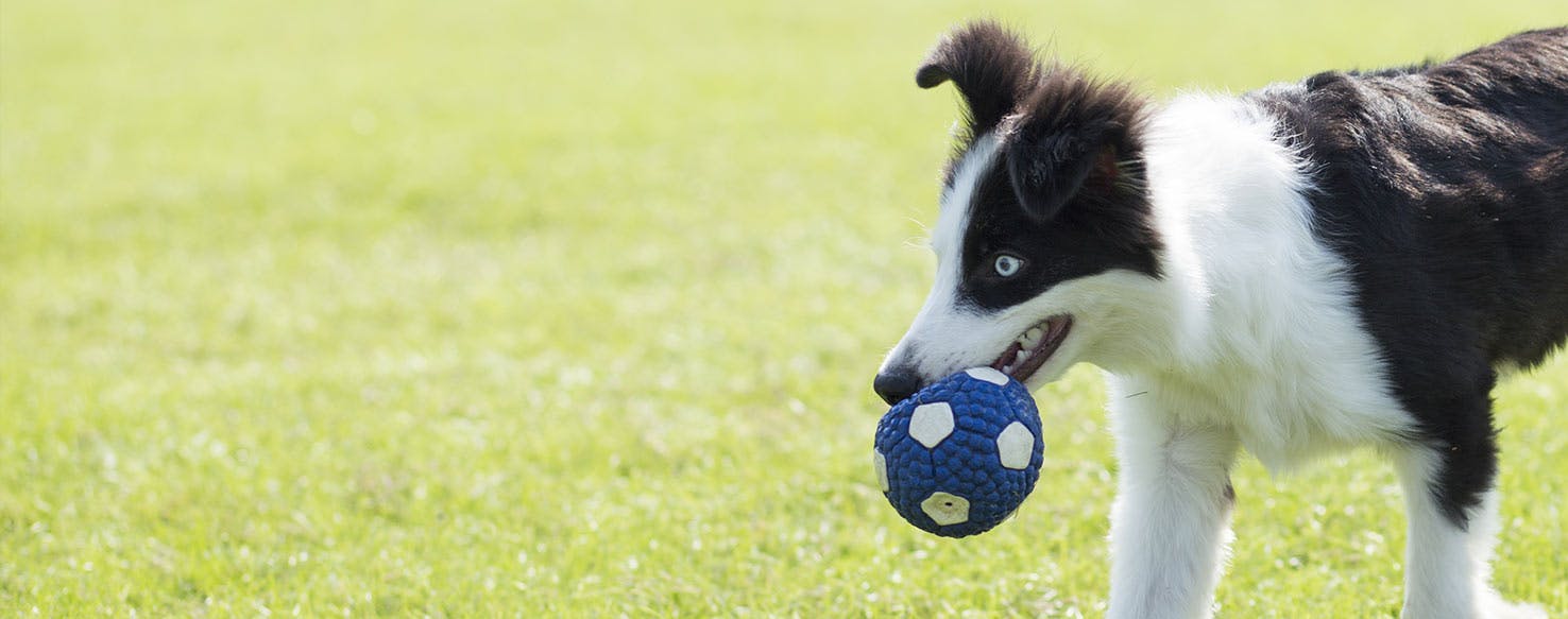 why is my border collie nipping