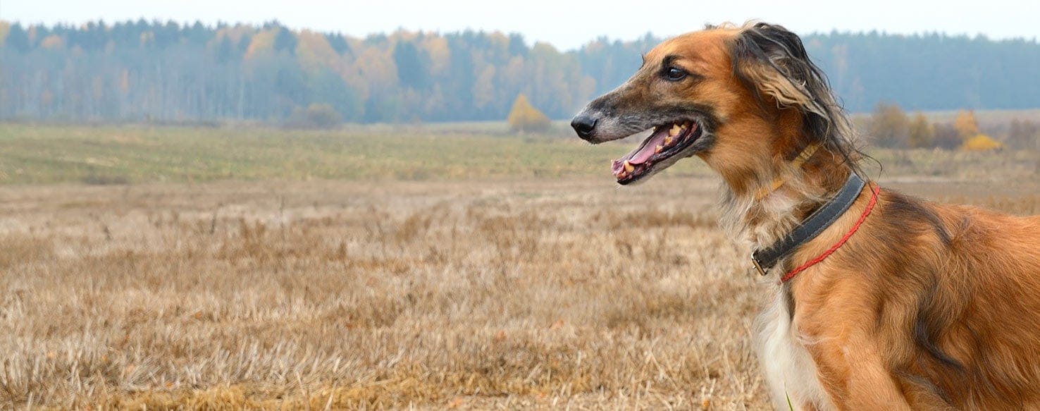 Why Do Greyhounds Hoard