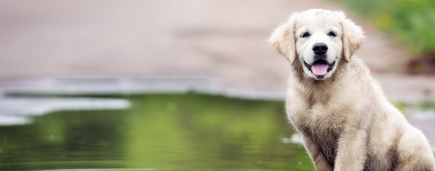 why do golden retrievers love mud?