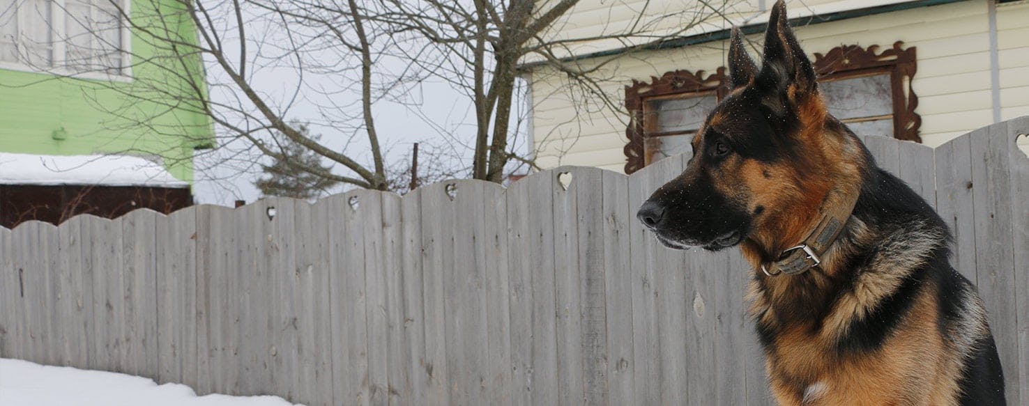 Why Do Golden Retrievers Roll In The Snow