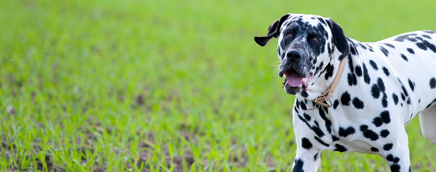 Why Do Dalmatians Howl