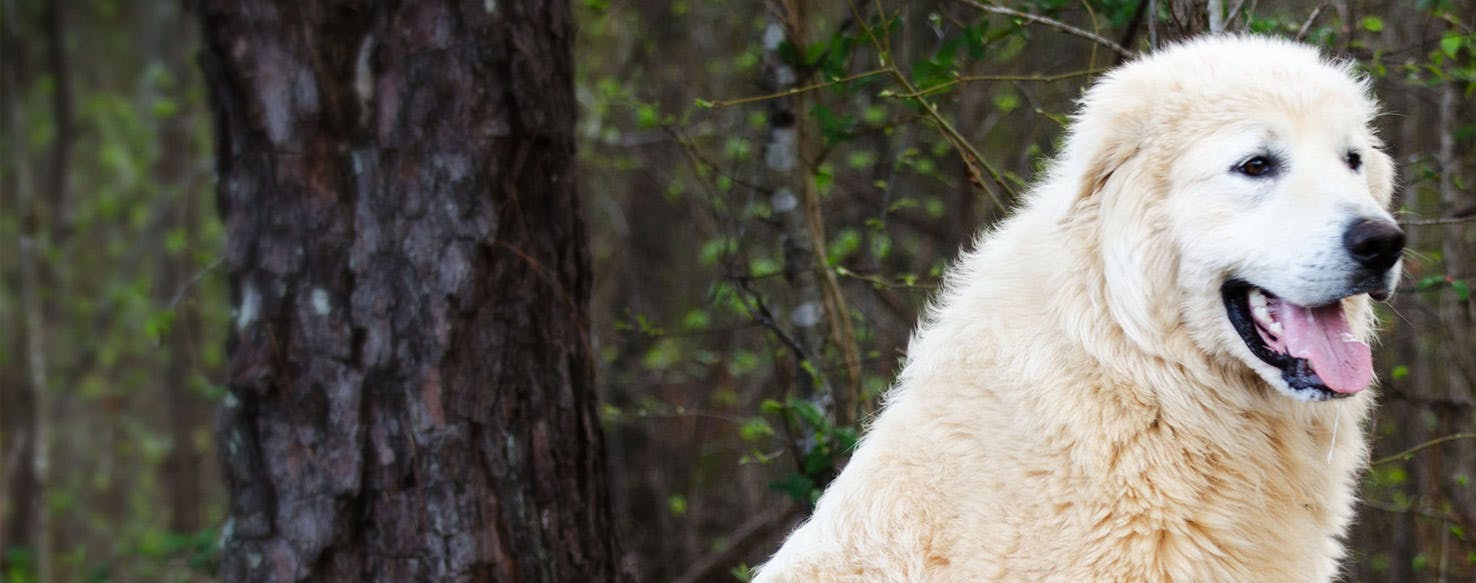 Great pyrenees separation store anxiety