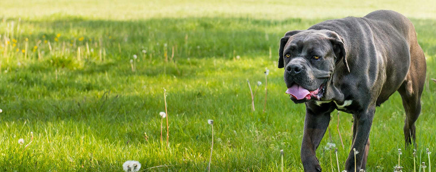 Why Do Cane Corsos Howl