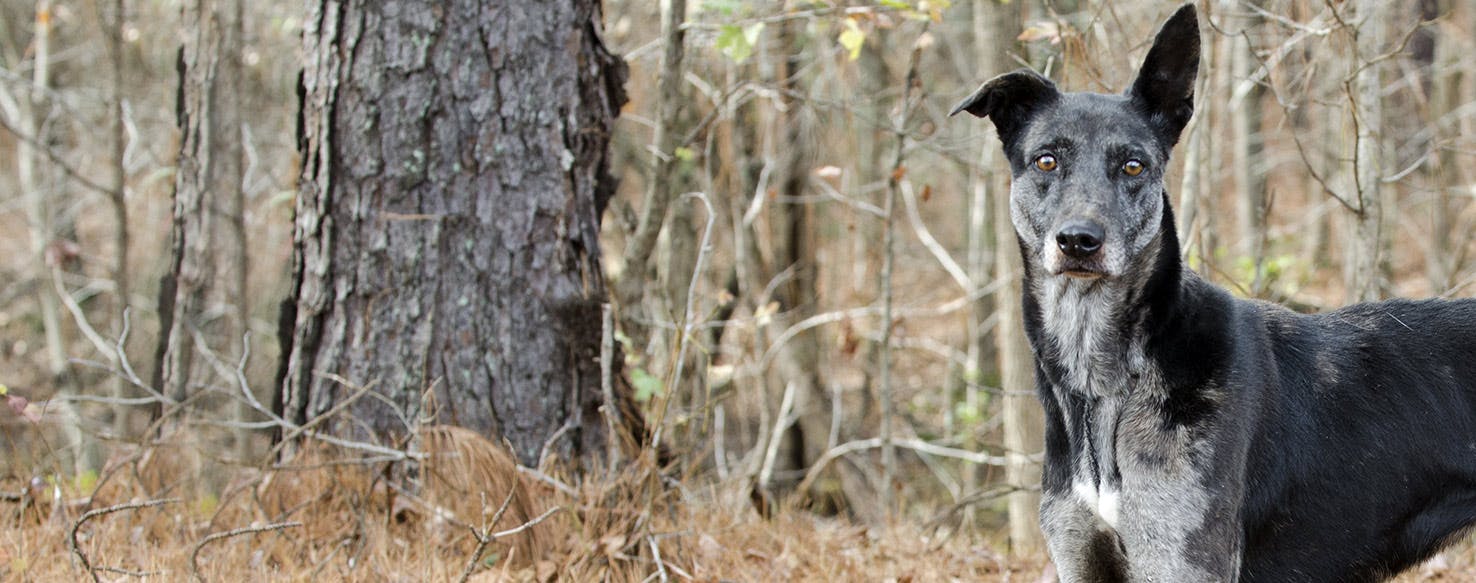 Why Do Greyhounds Lick Themselves