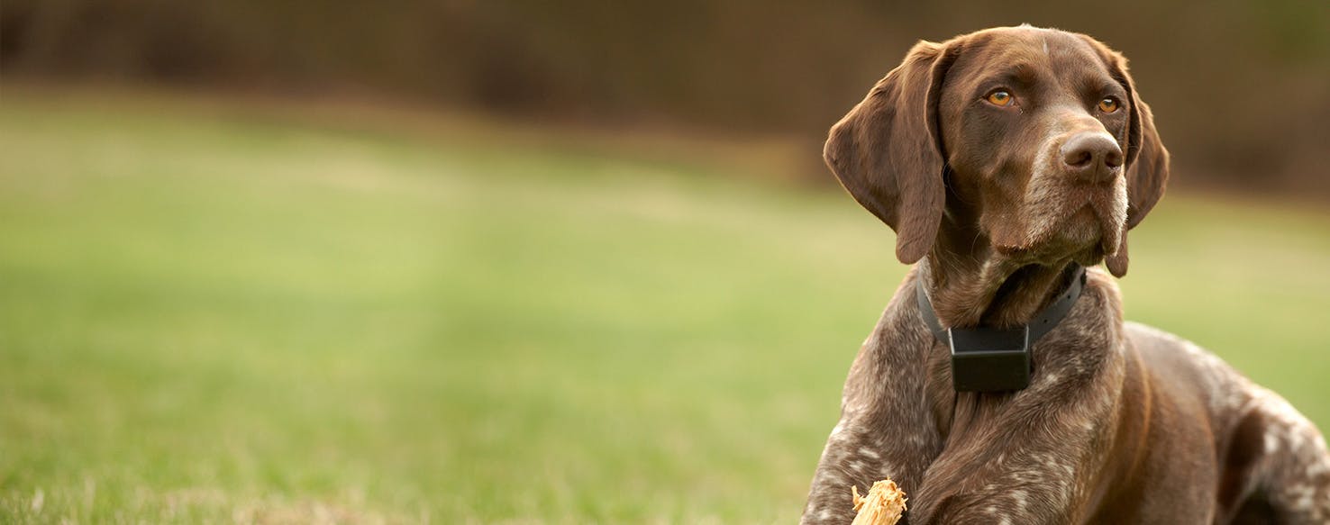 Why Do German Shorthaired Pointers Shiver