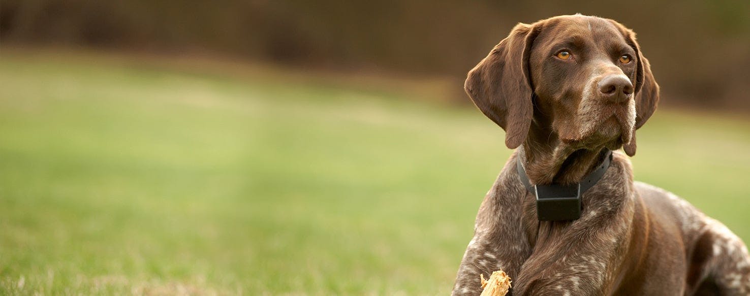 German shorthaired hot sale pointer seizures