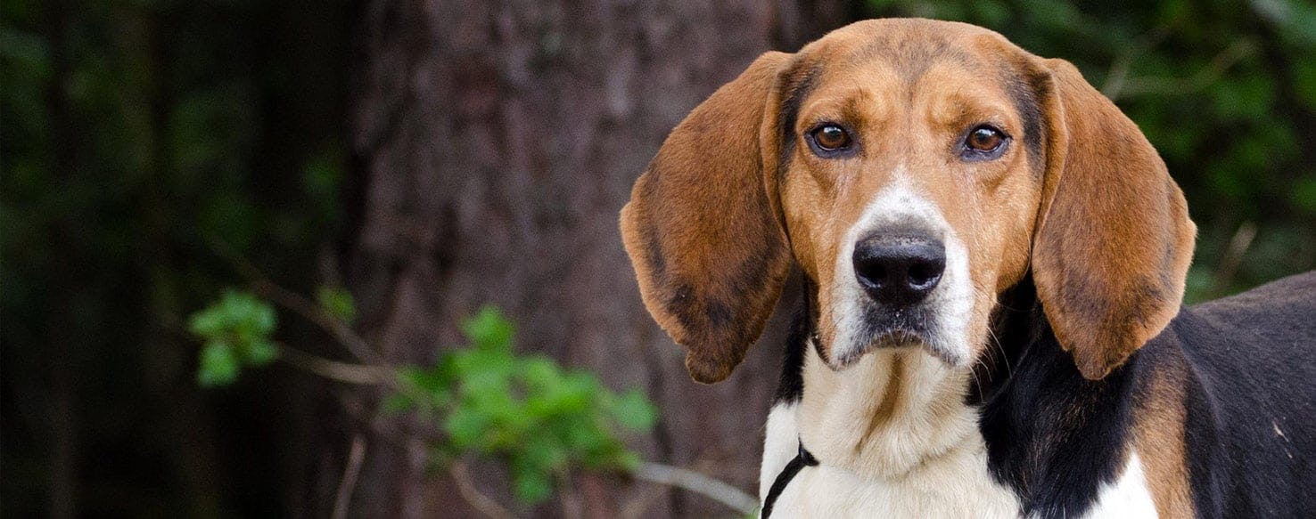 Why Do American English Coonhounds Act Rowdy - Wag!