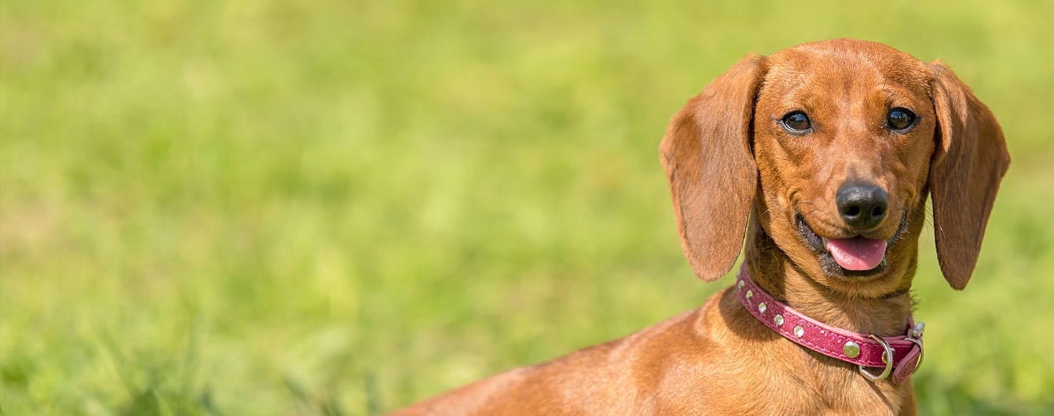 Why Do Dachshunds Run In Circles?