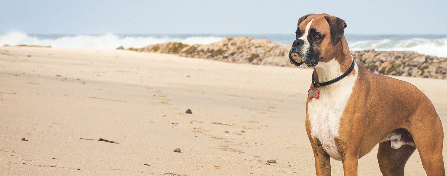 Why Do Boxer Dogs Howl?