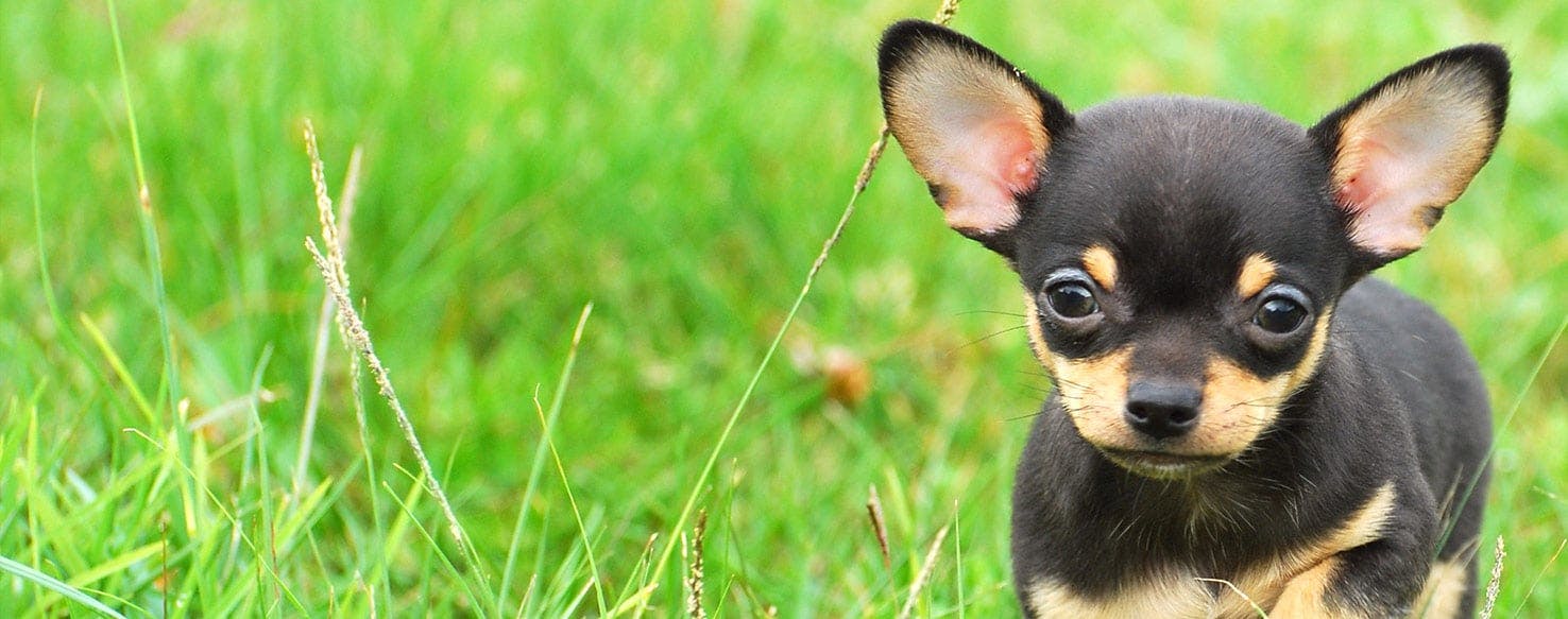 do chihuahuas throw up alot