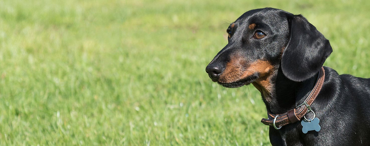 Why Do Dachshunds Bite Their Nails
