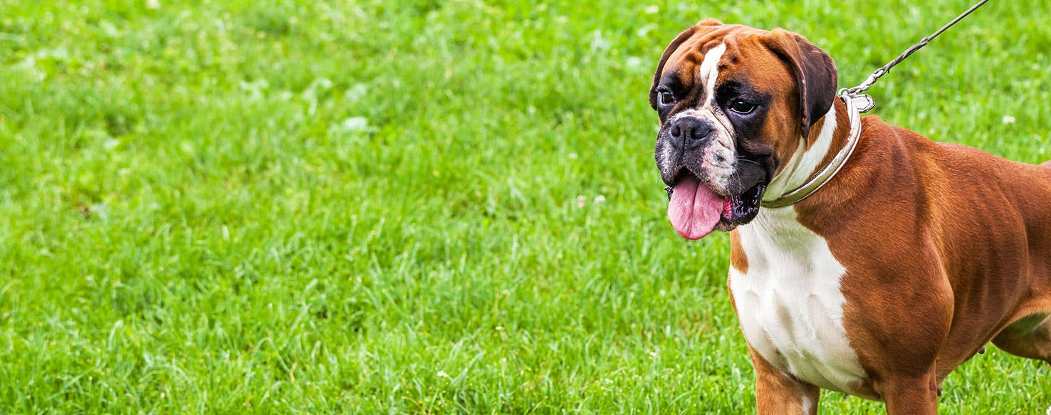 Boxer dogs: Loyal, trusting and affectionate – once you get past