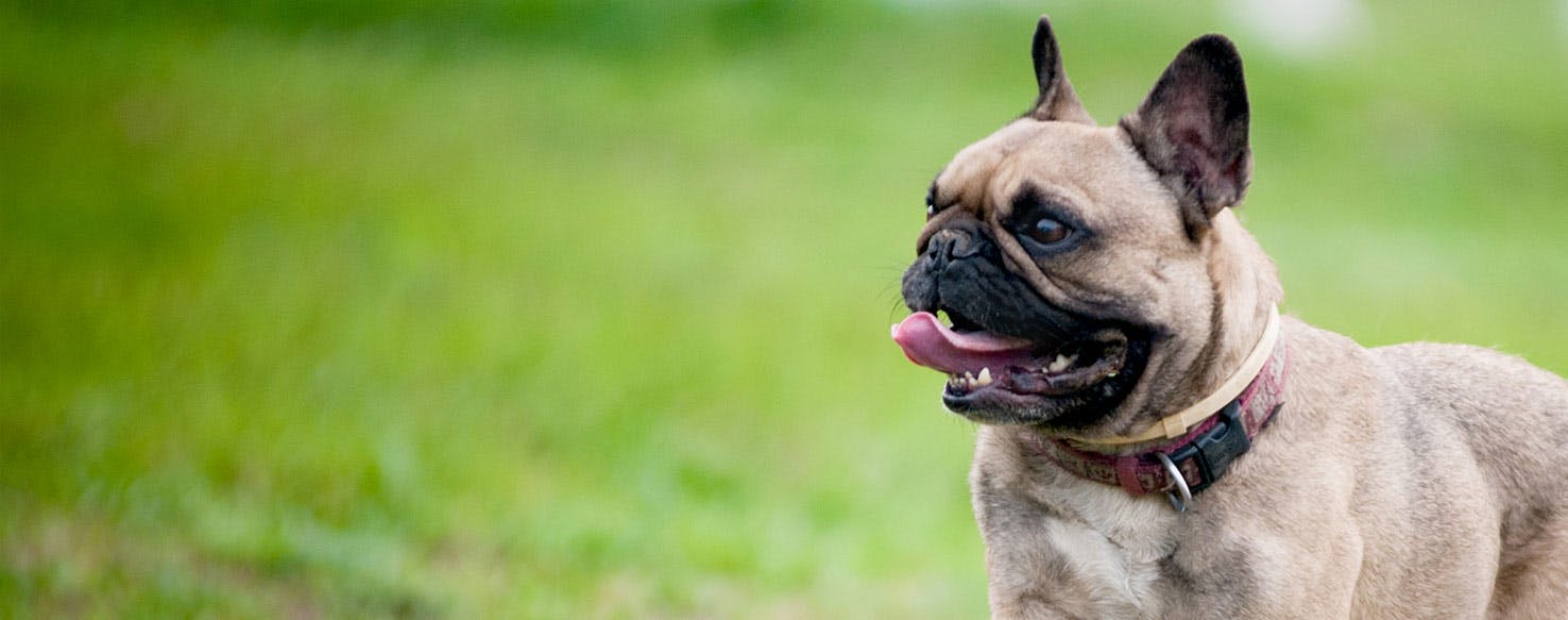 Why Do Bulldogs Chew On Their Paws - Wag!