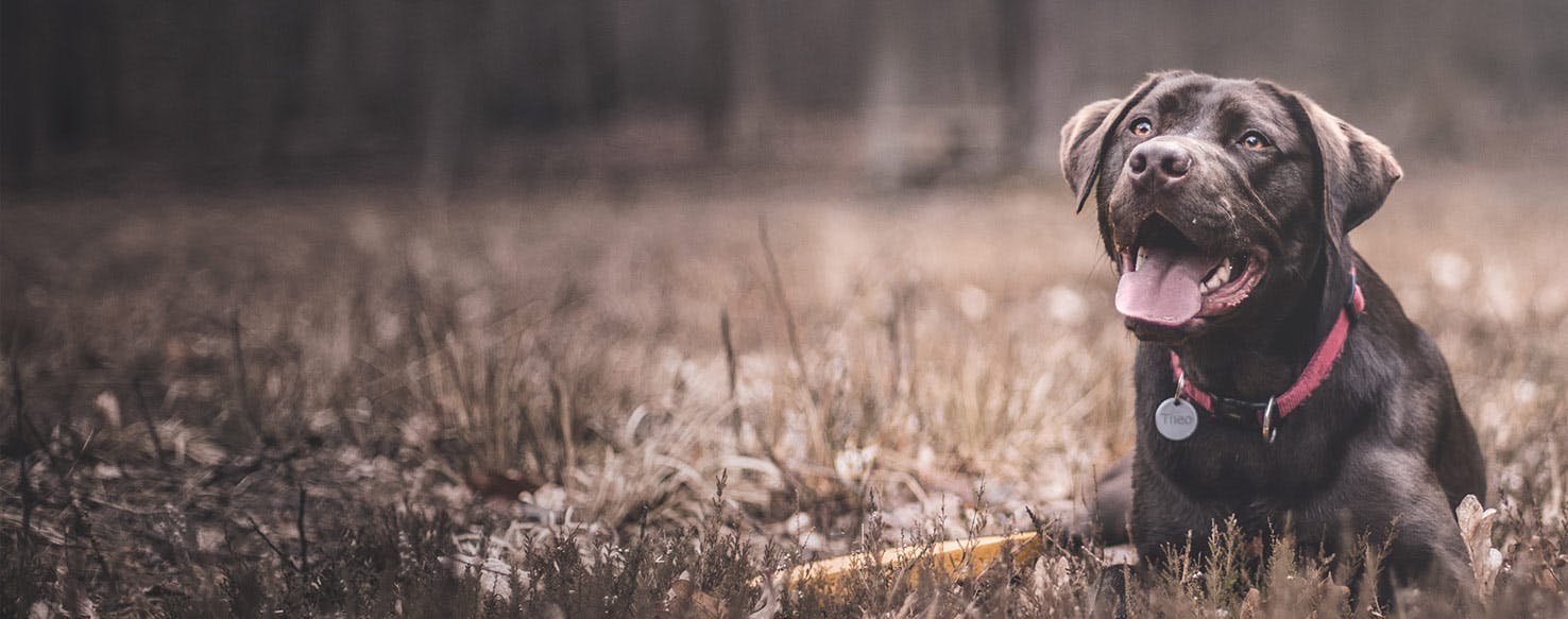 Labrador retriever clearance guard dog