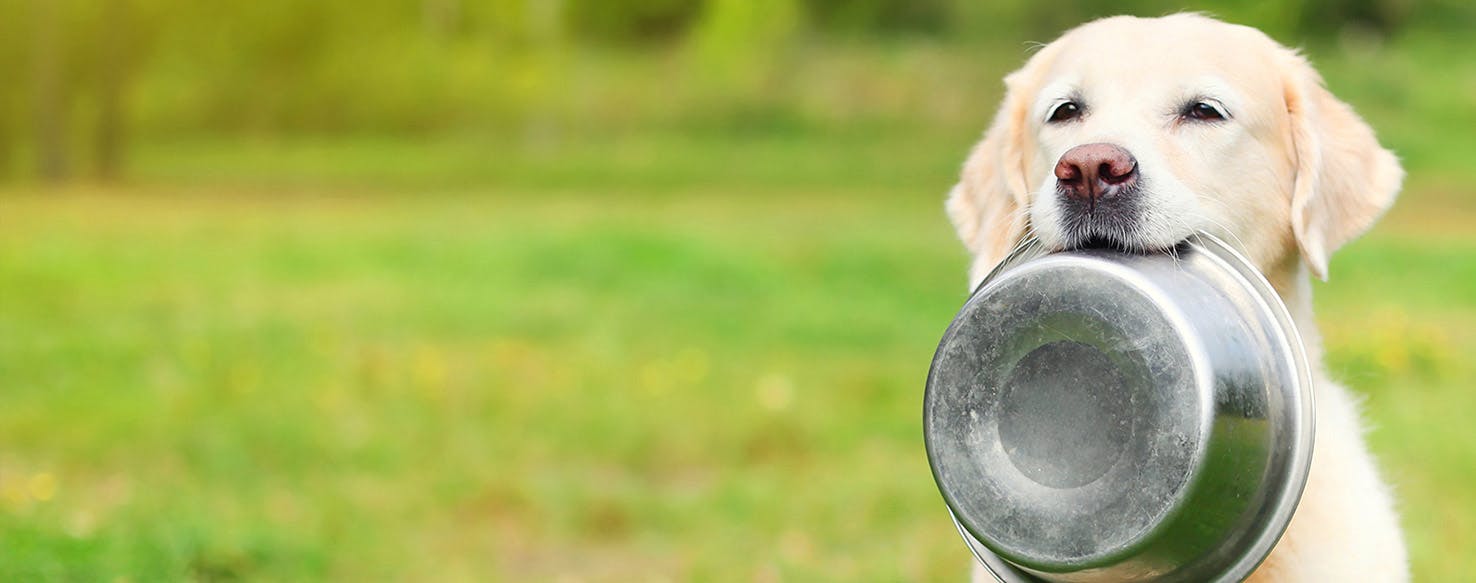 golden retriever puppy diet