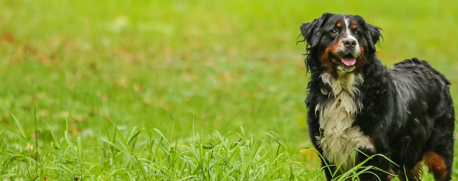 why do bernese mountain dogs go between your legs