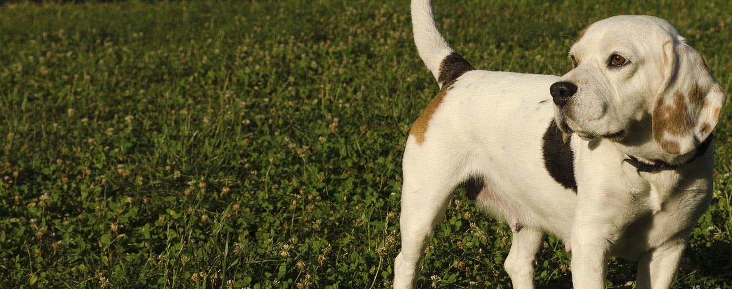 Why Do Female Beagles Hump