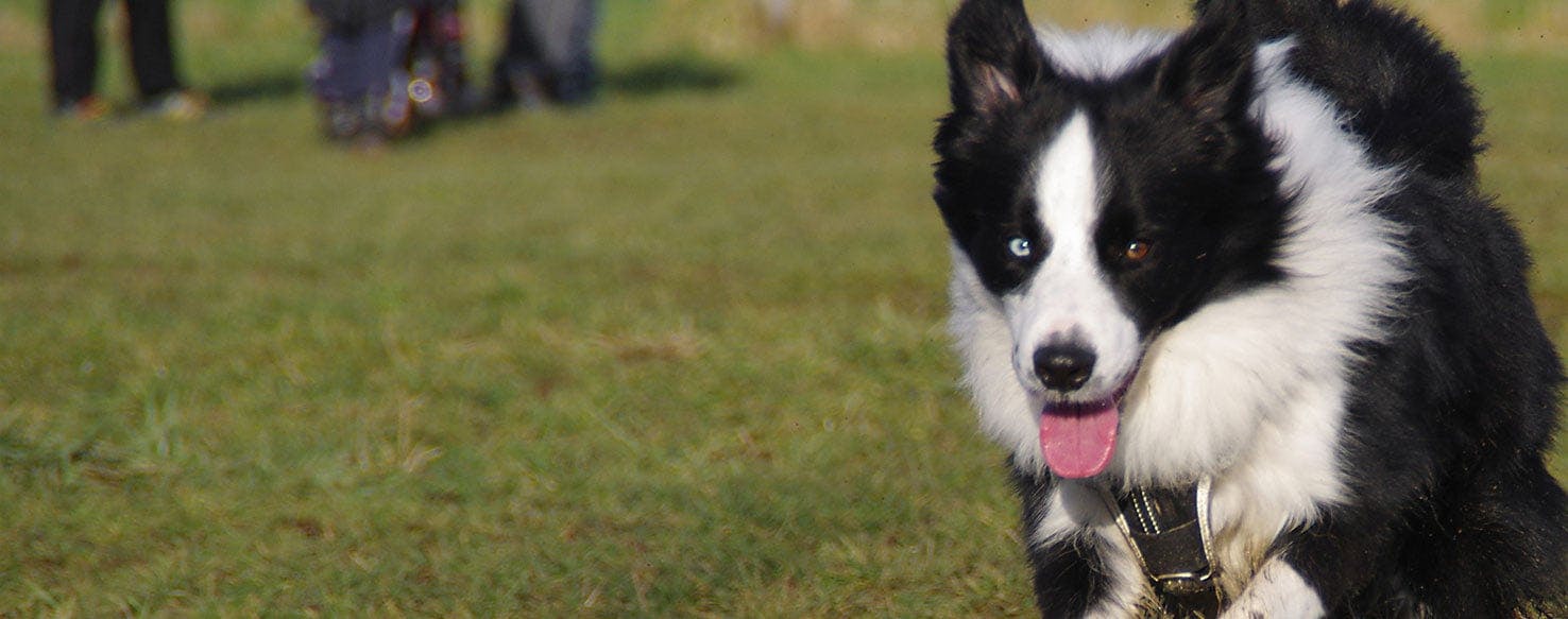 why is my border collie nipping