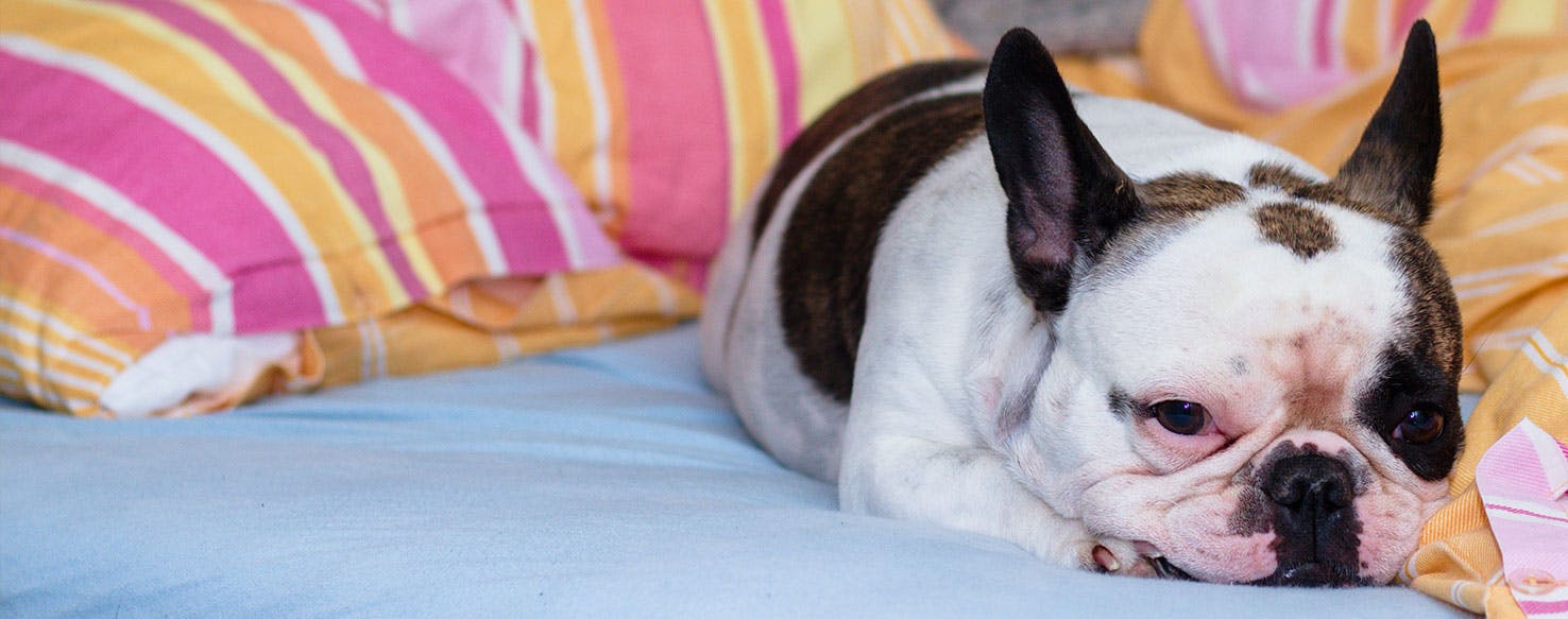 French bulldog in clearance bed