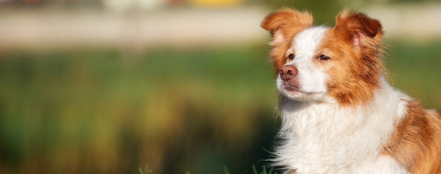 Why Do Border Collies Roll In Poop?