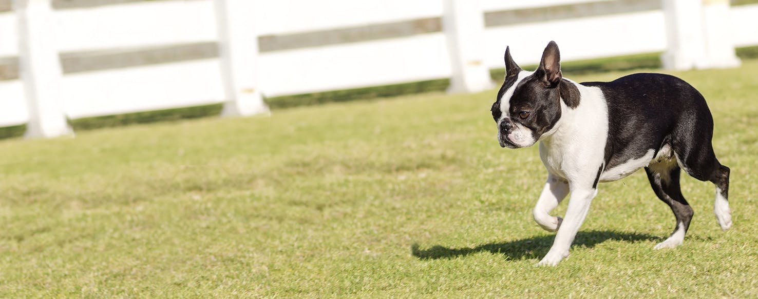 are boston terriers nervous dogs